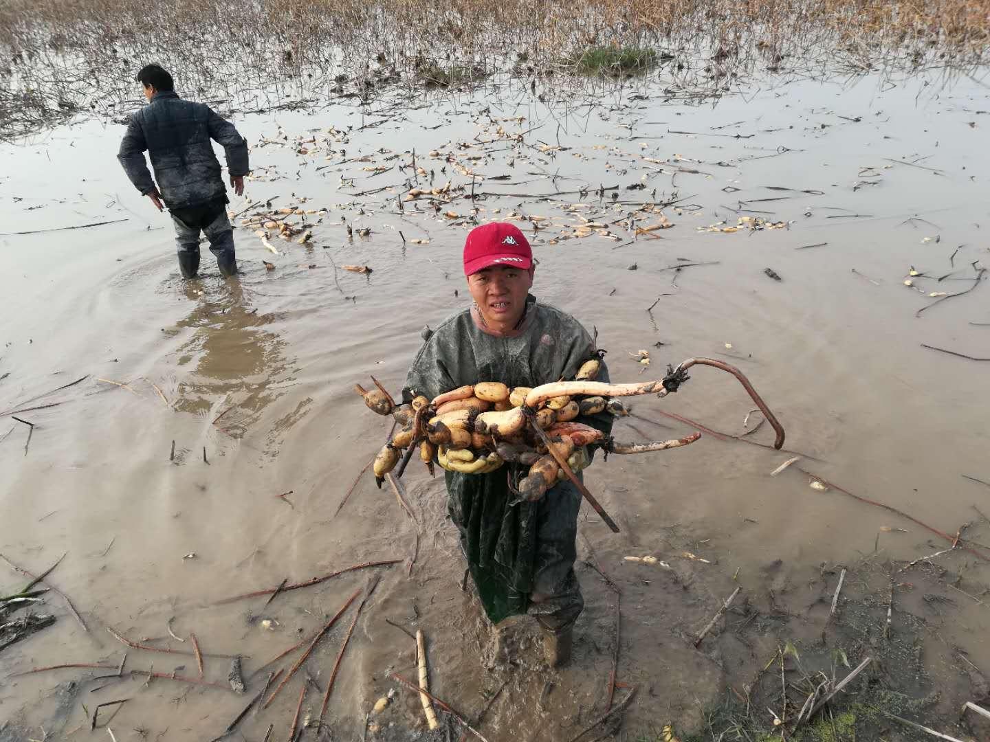 貧困戶貸款種植蓮藕獲豐收 20萬斤埋水下不敢挖