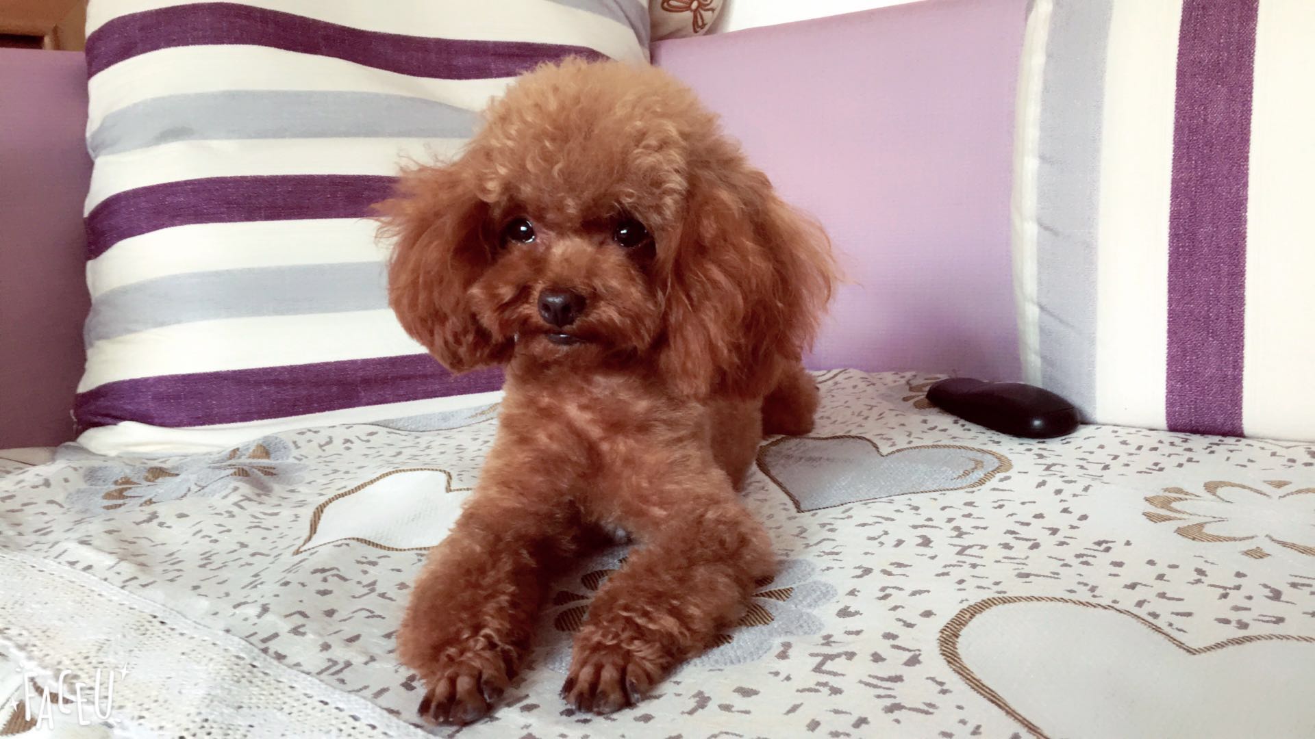 壹点寻宠|济南天桥区金泉小区丢失泰迪一只 找到重谢