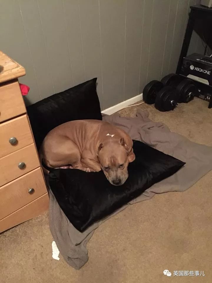 怀孕8个月的铲屎官,一刀捅死养了3年的汪星人,背后的原因,有点唏嘘