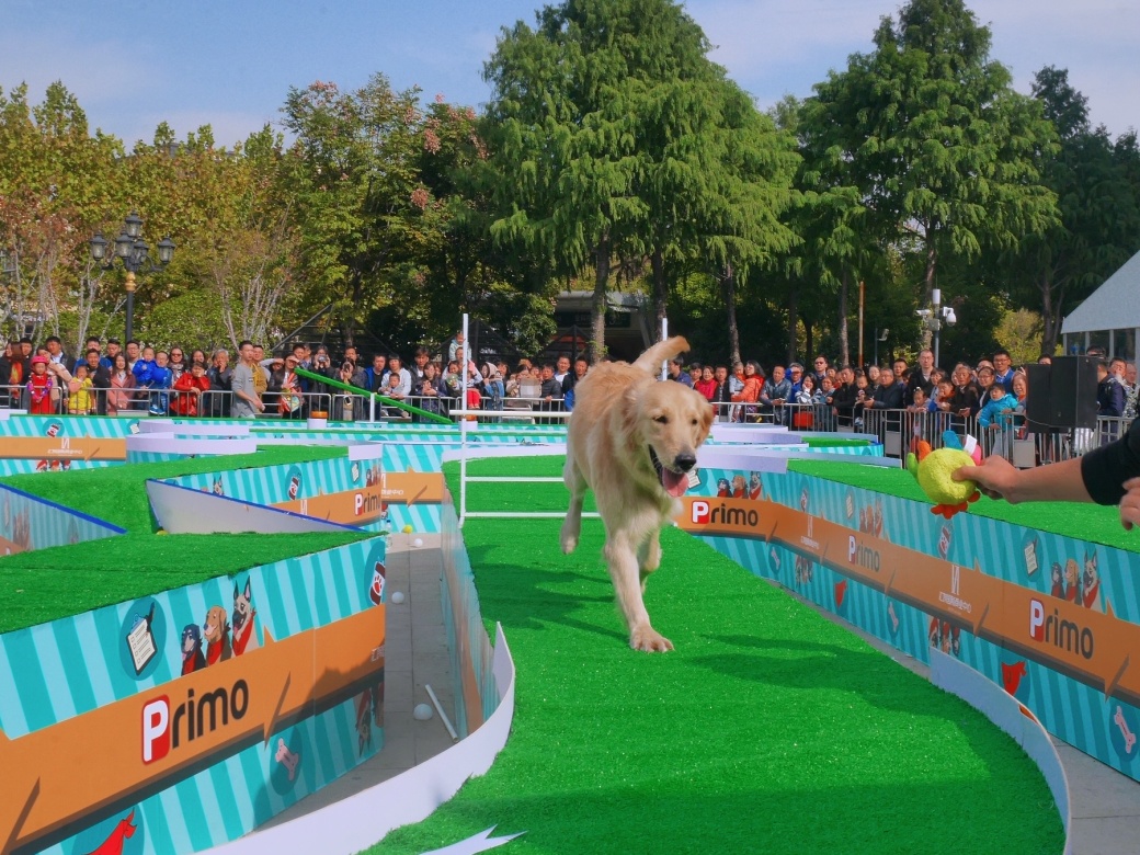 第二届汇智萌宠大作战圆满完赛