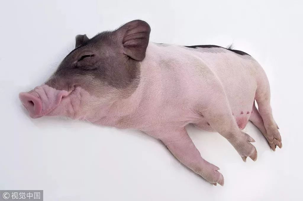 猪是从什么时候开始油腻的