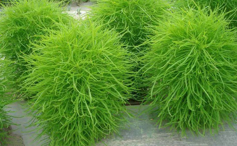 这种野菜名字挺特别,大家叫它扫帚菜或者地肤__凤凰网