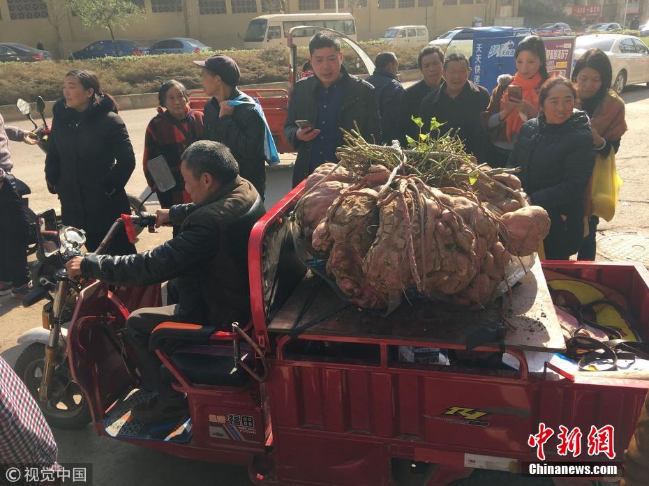 四川老农种出238斤红薯王
