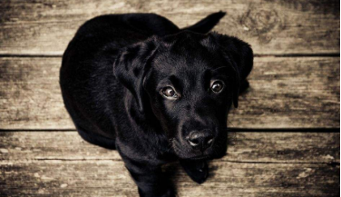 英格兰10个有关"幽灵黑色猎犬"的故事