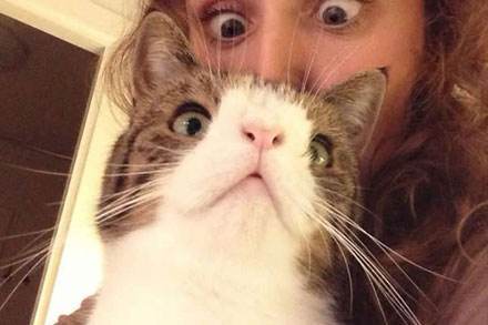 盘点那些在国外明星级别的猫咪上