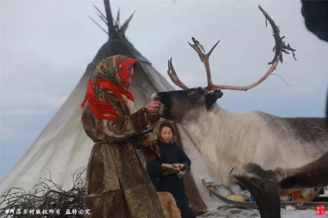 西伯利亚神秘"野蛮部落"涅涅茨人:生吃鹿肉喝鲜血与狼为邻