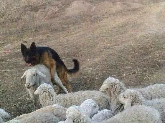 这大概是史上最憋屈的牧羊犬了.竟然被羊追着满场跑!