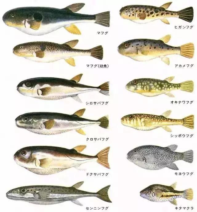 曾在米其林二星发生事故的有毒河豚为何能让无数人趋之若鹜