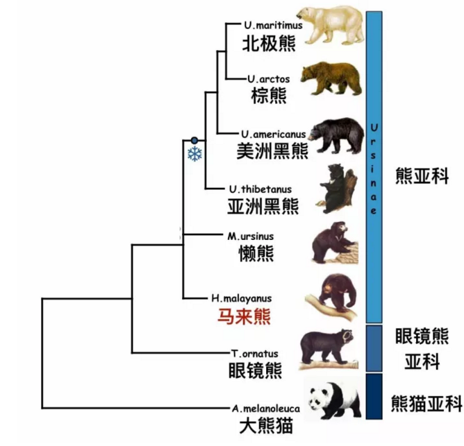 体型最小的马来熊,这货体内怕不是住了个人精吧!