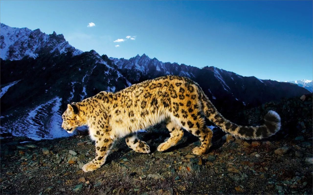 巧女基金会新疆天山雪豹保护管理公益项目启动