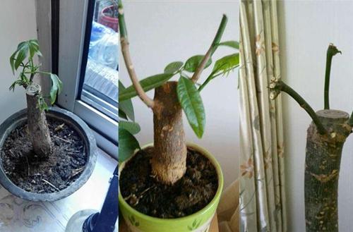 小发财树怎么修剪枝叶小发财树修剪方法图解