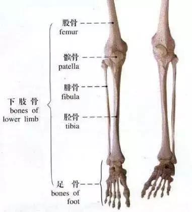 小腿骨骼我们还是先从运动解剖学知识开始.一,胫骨内侧应力综合征