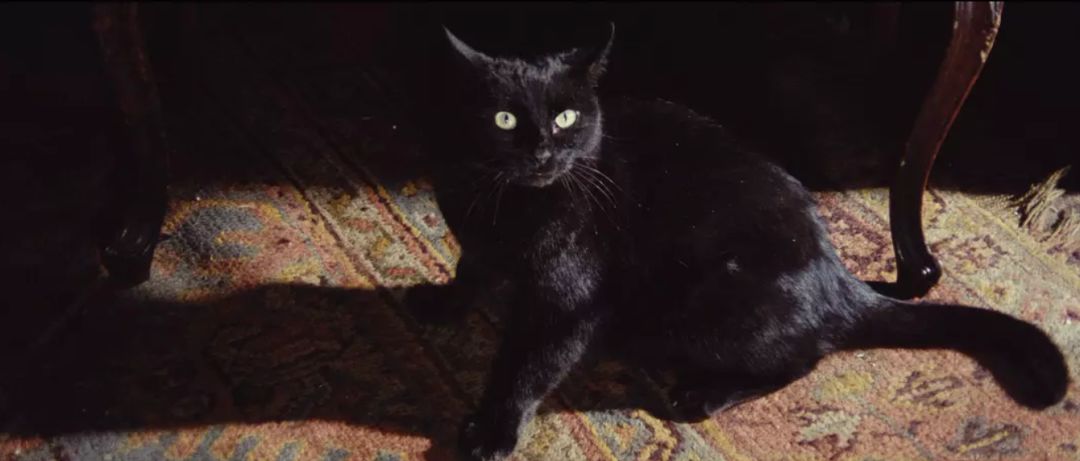 让我们聊聊电影里的各种各样的黑猫吧!