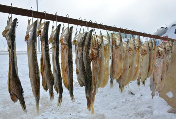 探班2018乌伦古湖冬捕节且看万尾鲜鱼上演万种精彩