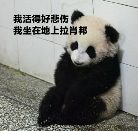 熊猫头揣手表情包图片