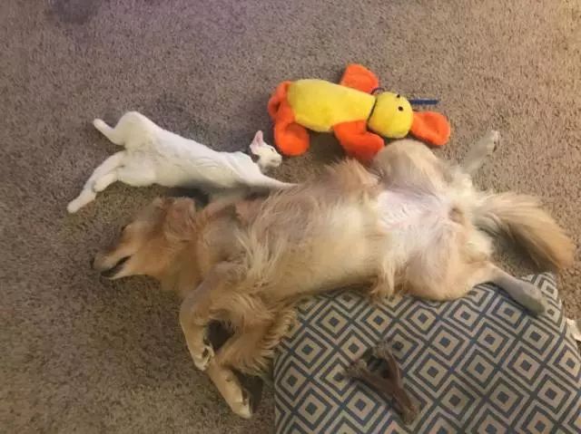 新年第一波狗粮甜成这样的狗男女太招恨了