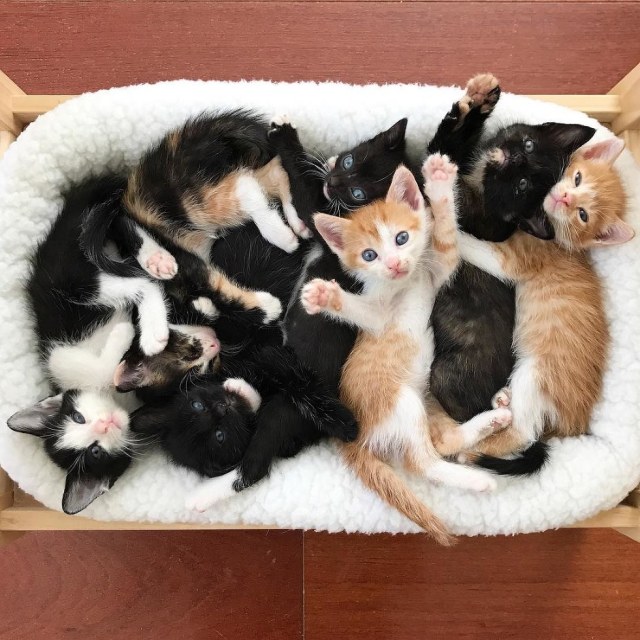 突然拥有7只小奶猫,是一种怎样的体验?