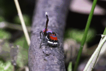 360_240gif 动态图 动图