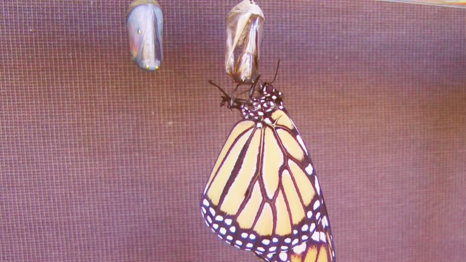 帝王蝶从幼虫到破茧成蝶全过程 造物主太强悍