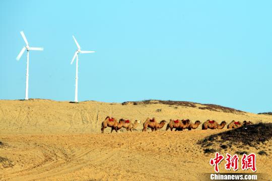 探访江南"大漠"感受塞上风情