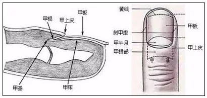 指甲发黄是肺不好月牙少是胃有问题指甲的6大传言你信了吗