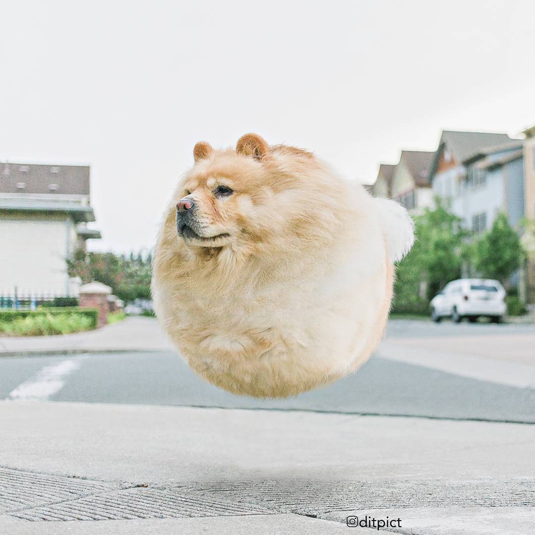 数字艺术家adityaaryanto让动物们都胖成了可爱的球形