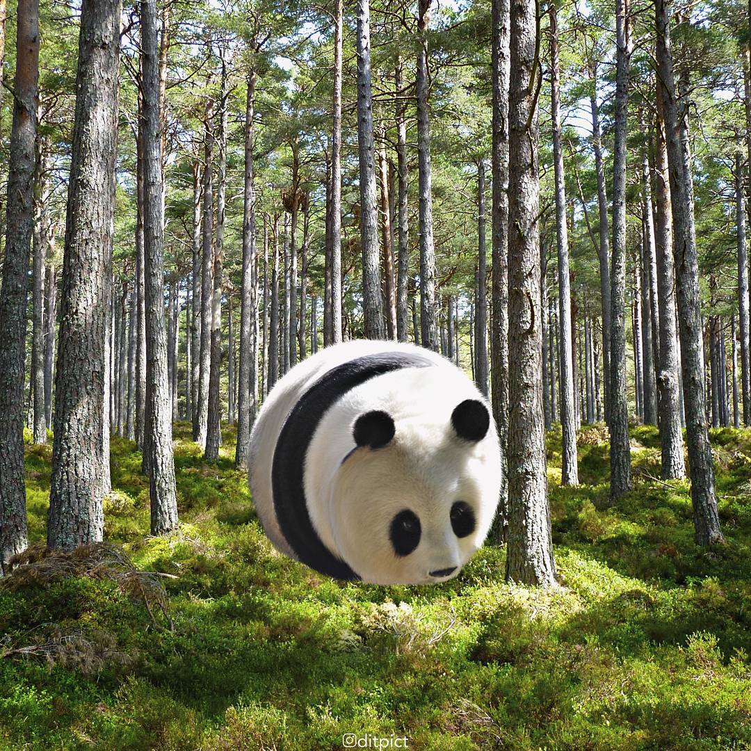 数字艺术家adityaaryanto让动物们都胖成了可爱的球形