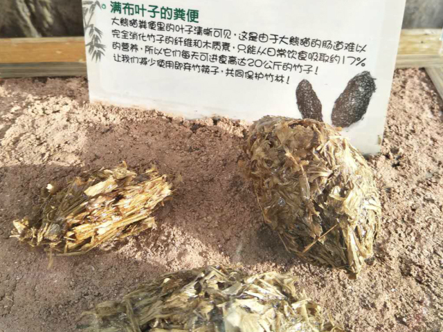 熊猫才不是"性冷淡!关于熊猫的3个谣言和2个真相