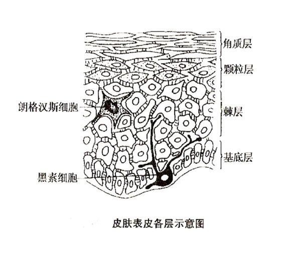 皮肤结构图简笔画图片