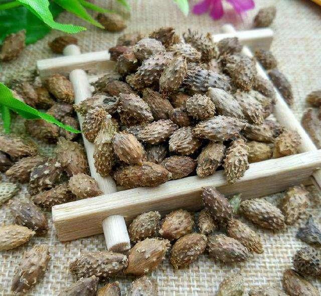 它是高血压特大克星,农村多的是,拿来泡水喝,血压一降一个准