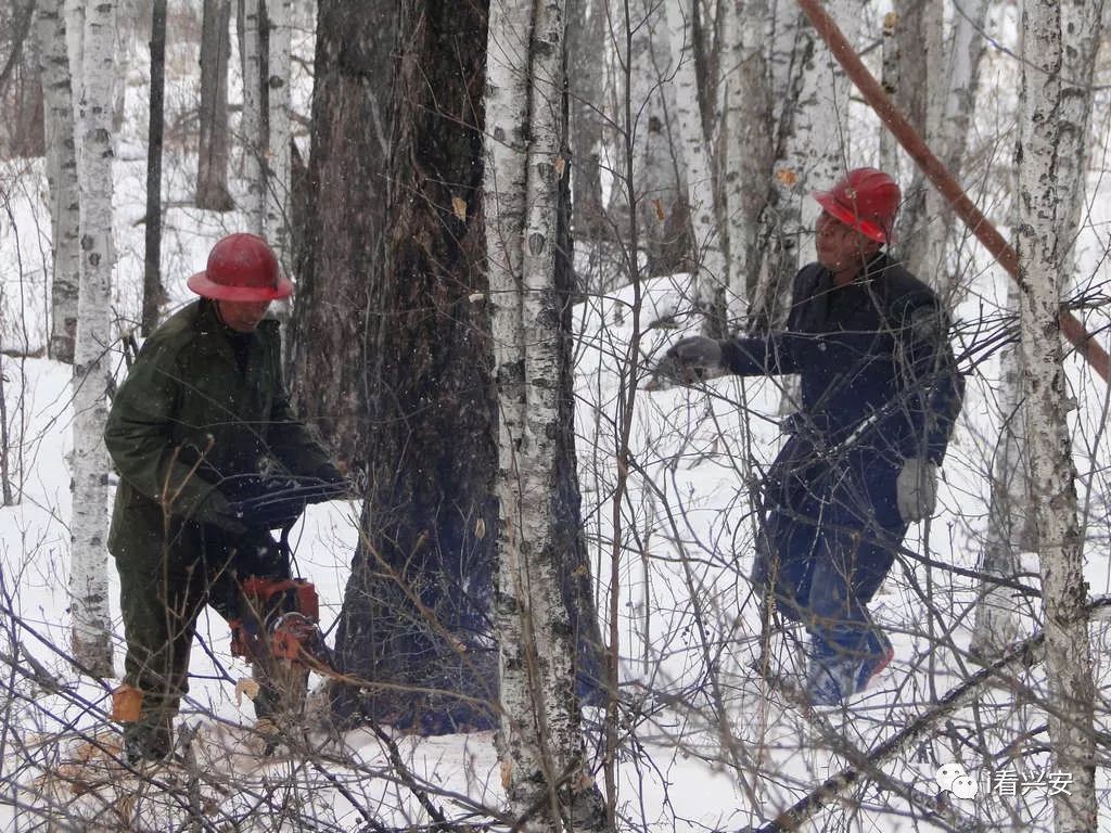正在使用gj85油锯采伐的工人