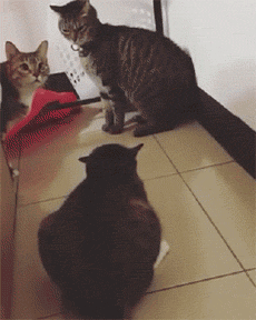 网友家的两只猫正准备打架 突然露出这么一颗猫头