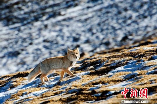 图为三江源区域的野生动物.(资料图)三江源国家公园管理局供图