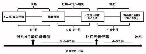 购入二元母猪培育到生猪出栏大约13个月