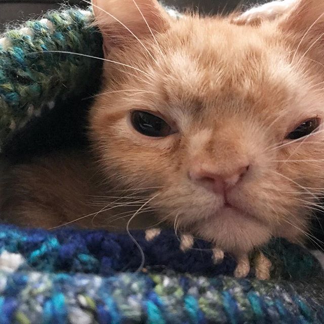 当初丑到没人要的小奶橘,现在可是ins上超人气的喵网红了!