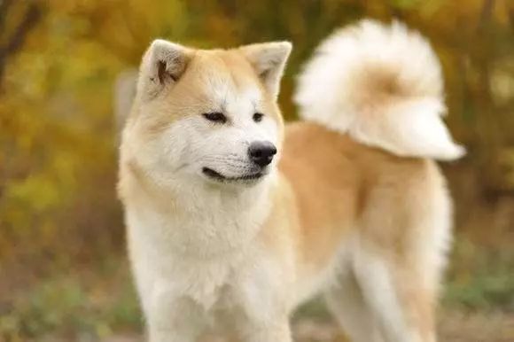 日本国犬——秋田