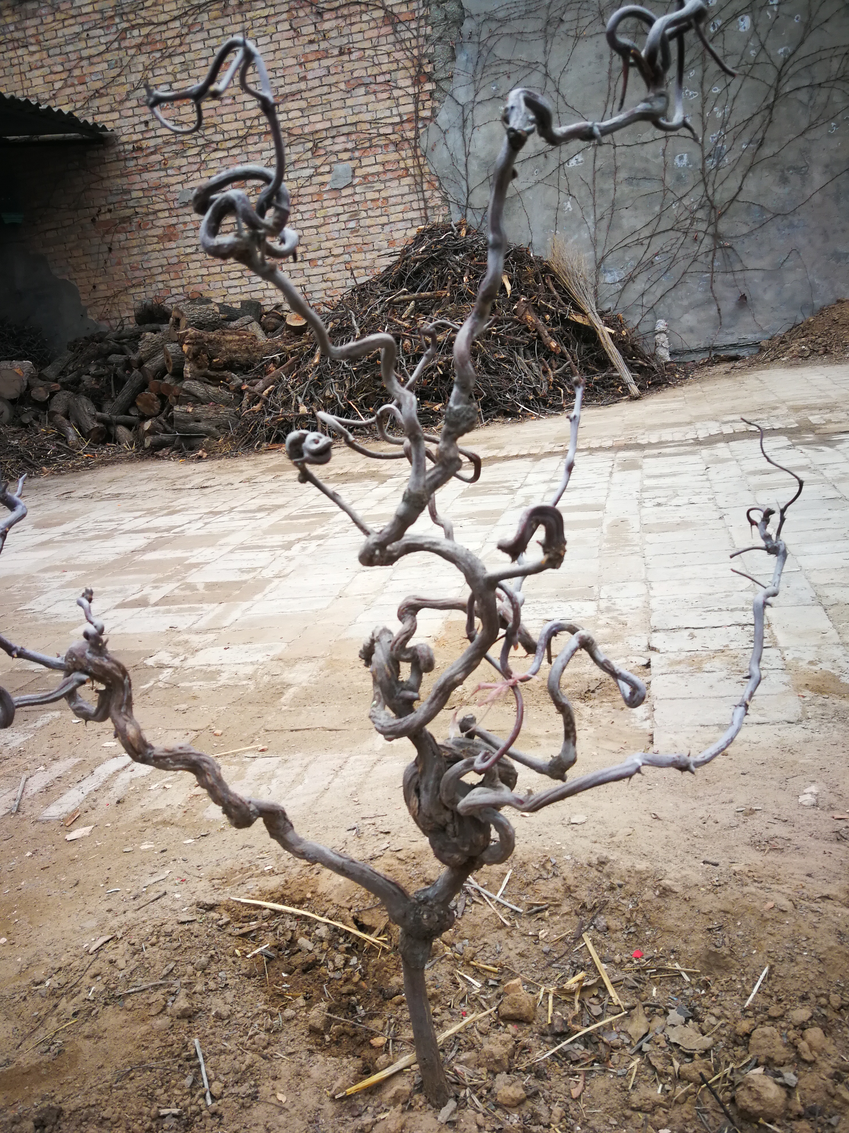 农民李朝娃和他钟情的龙枣树