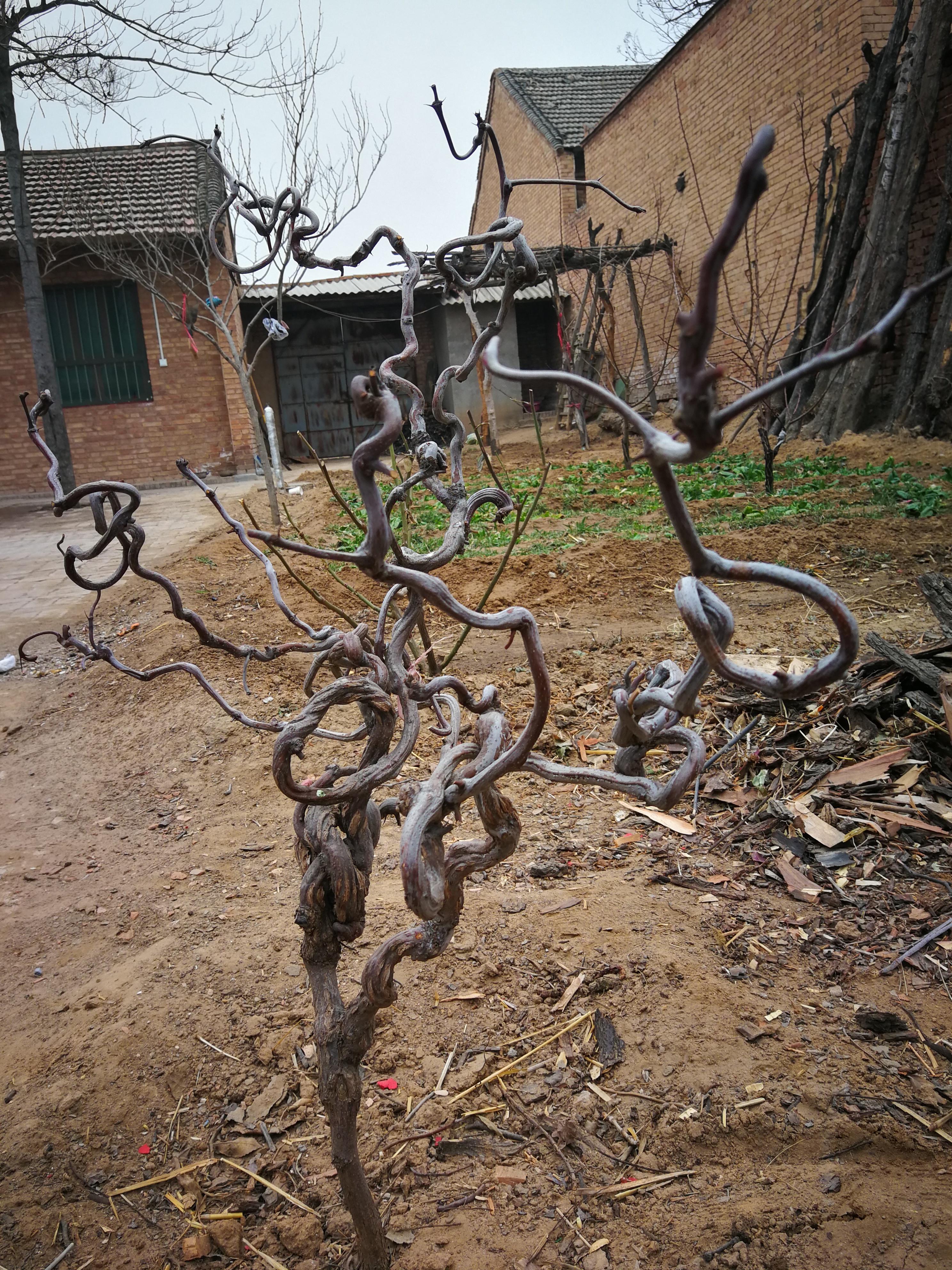 农民李朝娃和他钟情的龙枣树