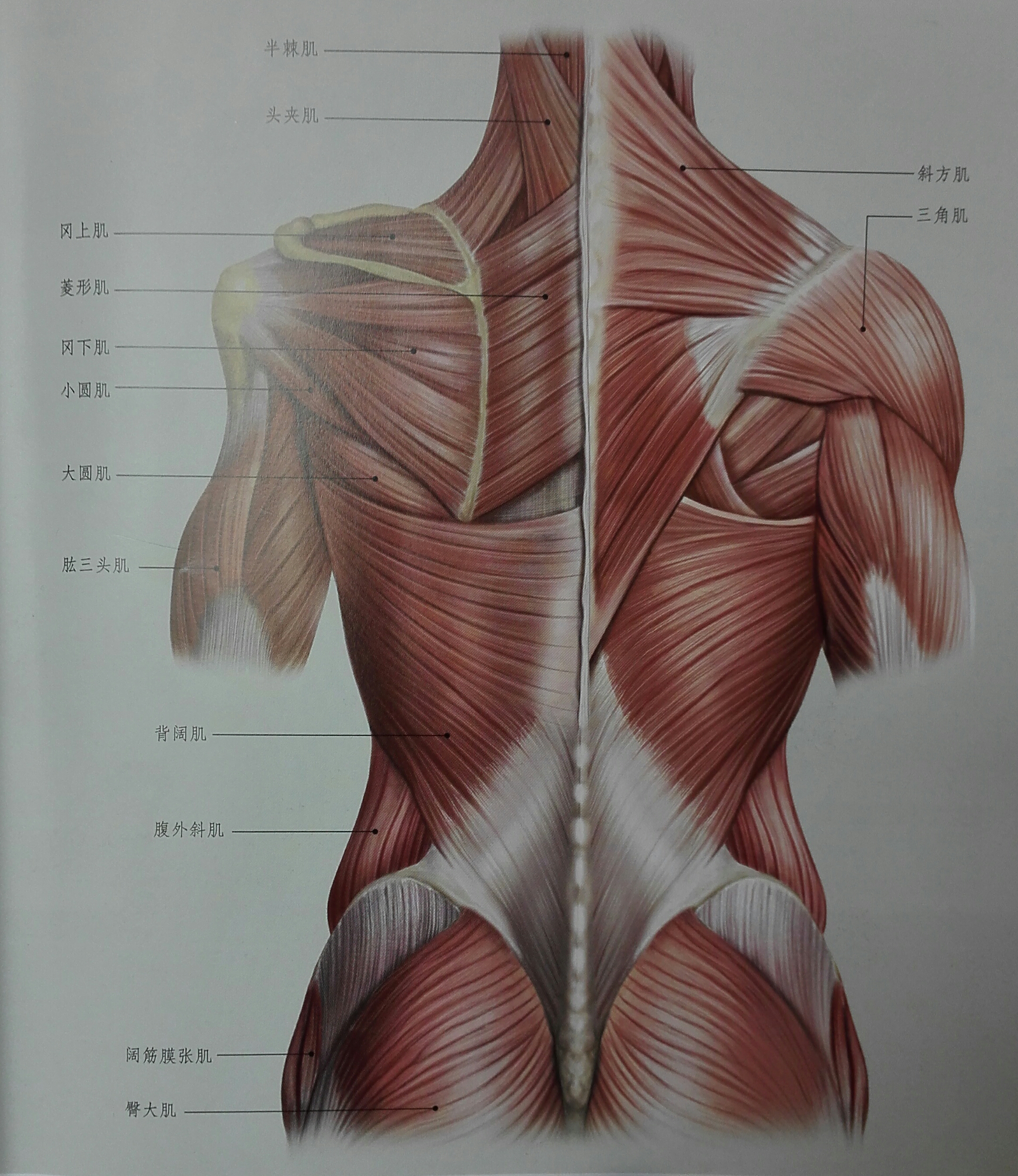 背部肌肉劳损示意图图片