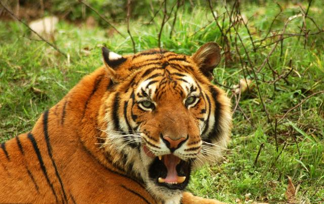 恐龙灭绝后,地球上的霸主除了人类,还出现过哪些?