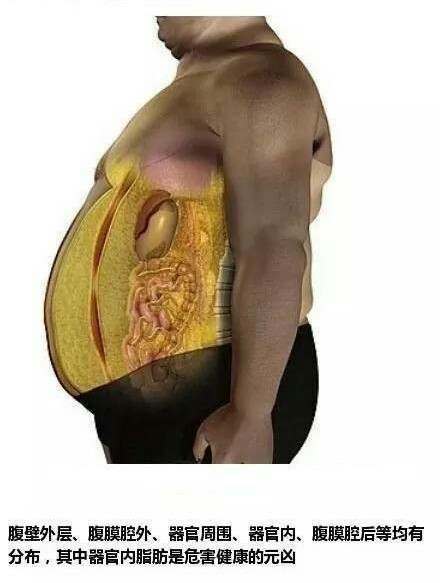 具体阐述减肥的原理,对比鲜明,为你提供科学减肥方法论