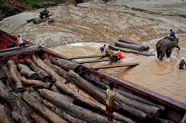 长期以来,人们驯练大象用于搬运柴火,伐木,搬运重物等重活.