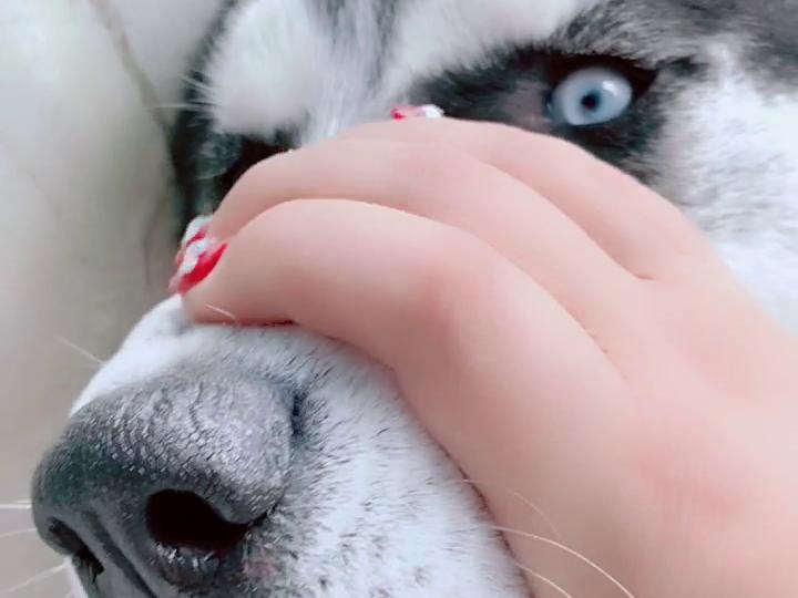 张不开嘴的二哈