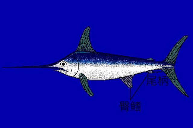 回答我:新鲜沙丁鱼不好吃吗,为啥非吃罐头?