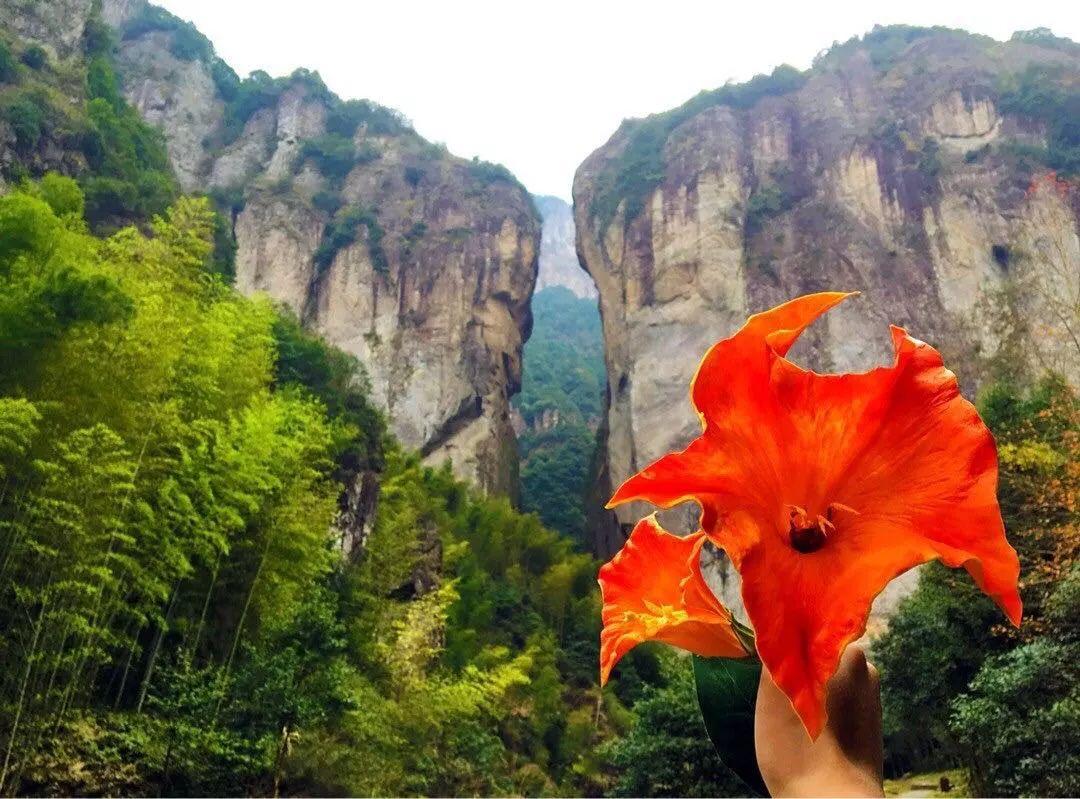 一朵情花,绝情谷.