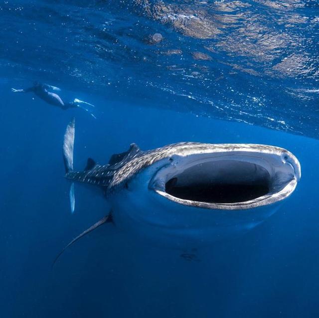 摄影师利用"强迫透视"拍摄巨型鲸鲨与游船的亲密接触