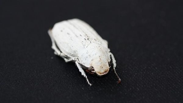白色触角甲虫图片