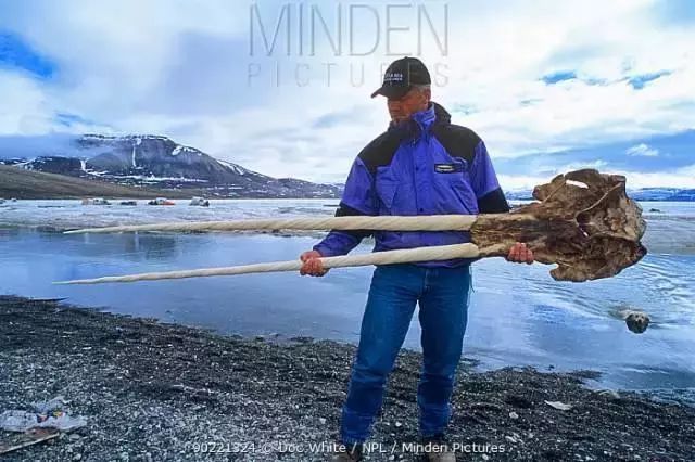 世上沒有獨角獸但獨角鯨真實存在