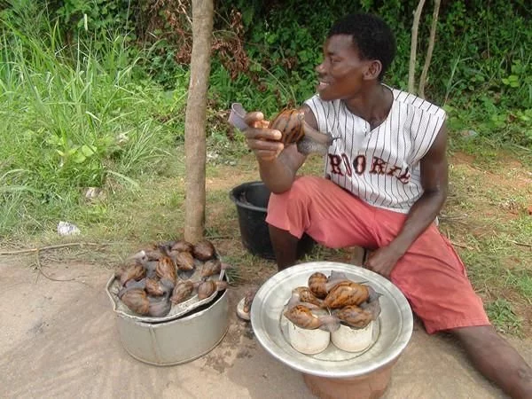 在非洲的街边总是能够看到各式各样卖蜗牛的人,蜗牛在非洲真的非常的