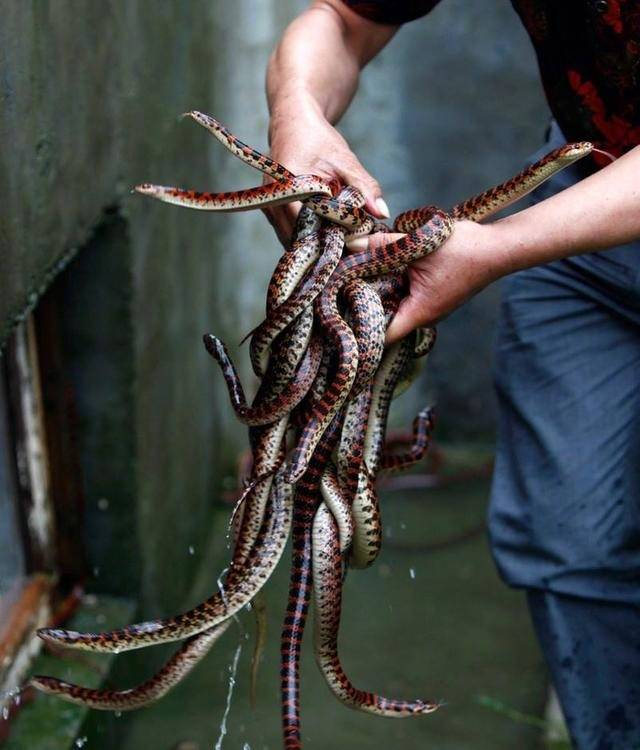 中国第一蛇村,全村800人养蛇300多万条,上空连都小鸟都不敢飞过
